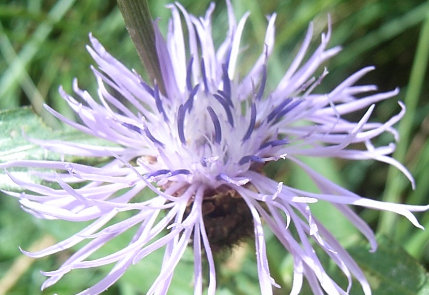 Centaurea cfr.nigrescens