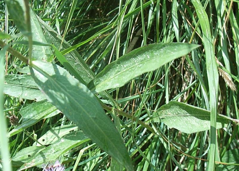 Centaurea cfr.nigrescens