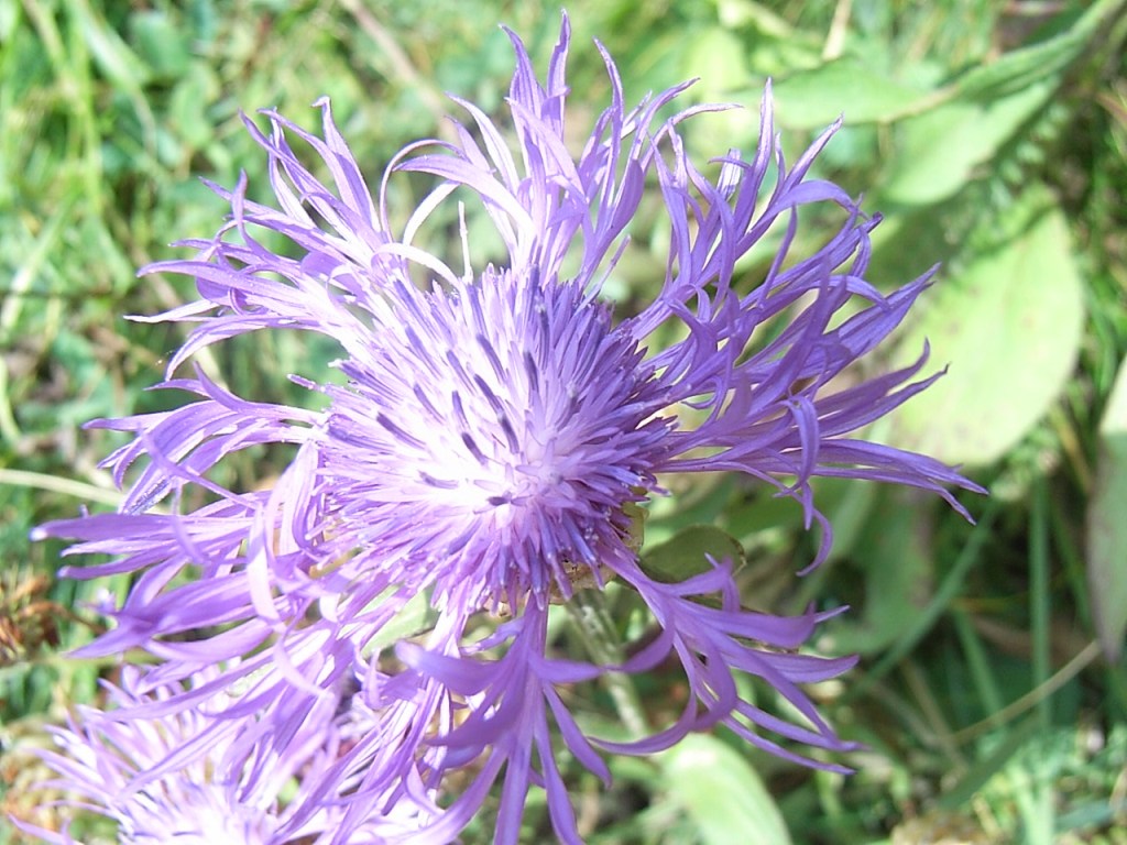 Centaurea jacea