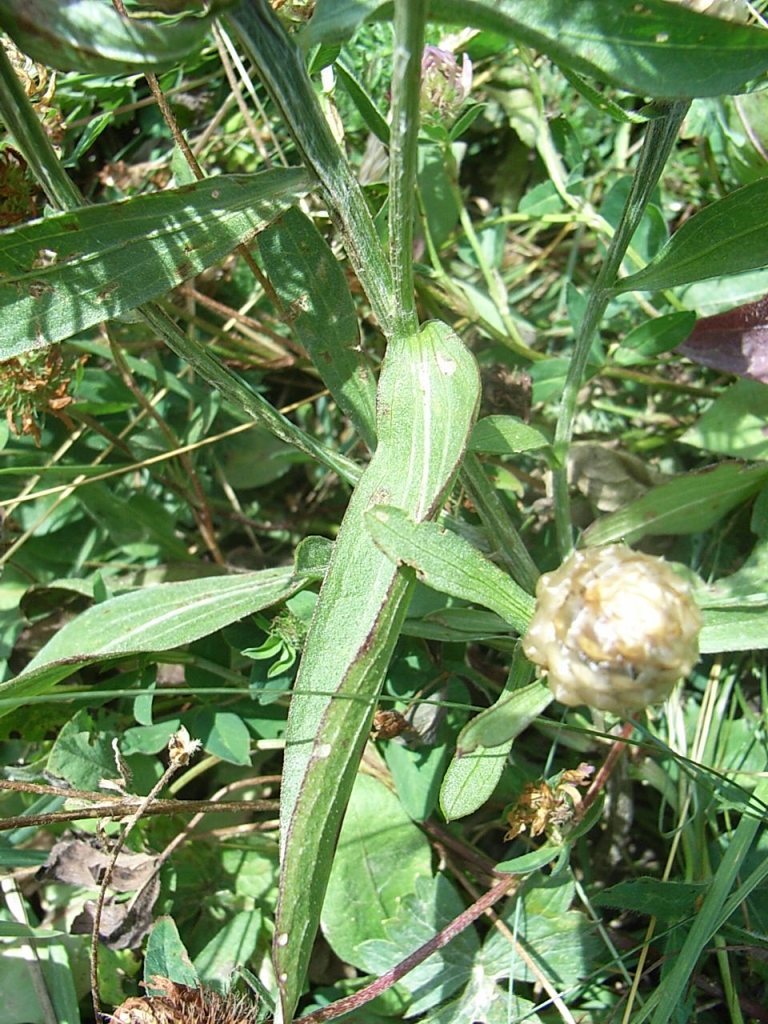 Centaurea jacea