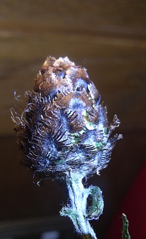 Centaurea cfr.nigrescens