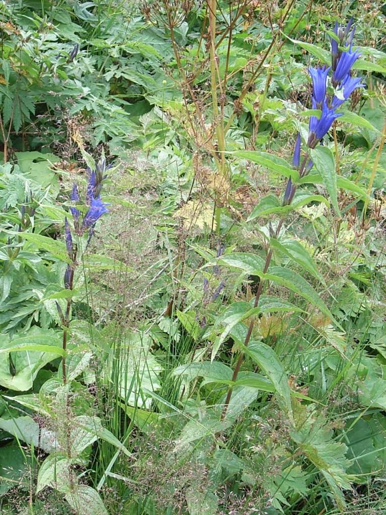 Gentiana asclepiadea