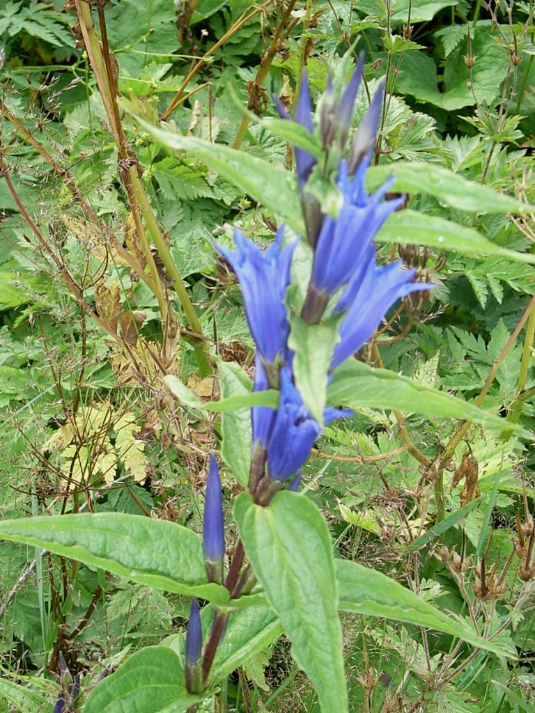 Gentiana asclepiadea