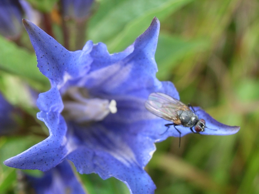 Gentiana asclepiadea