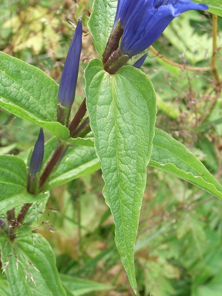 Gentiana asclepiadea