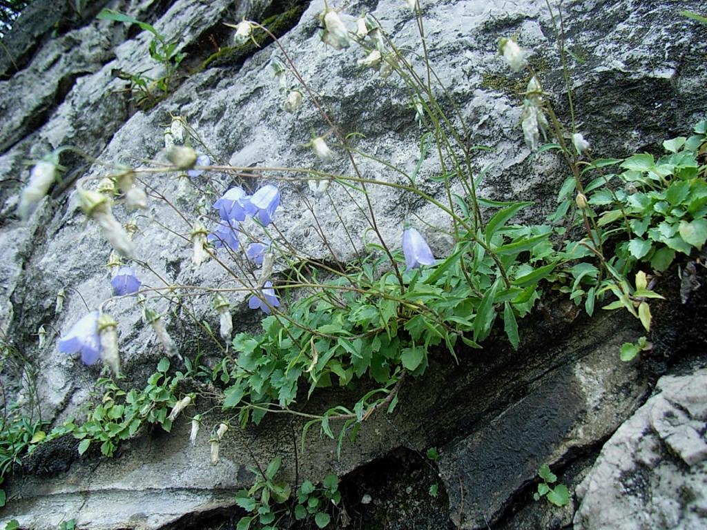 Campanula cochlearifolia