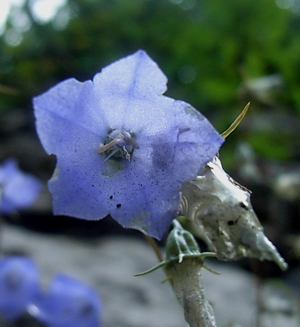 Campanula cochlearifolia