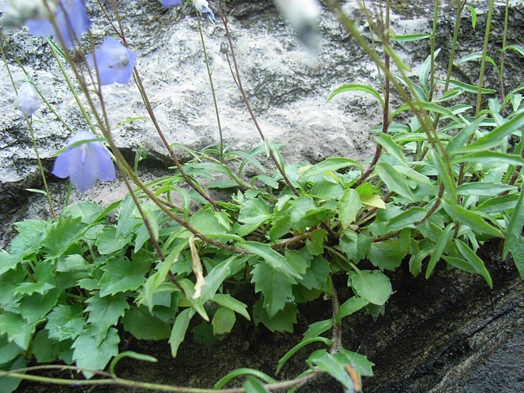 Campanula cochlearifolia