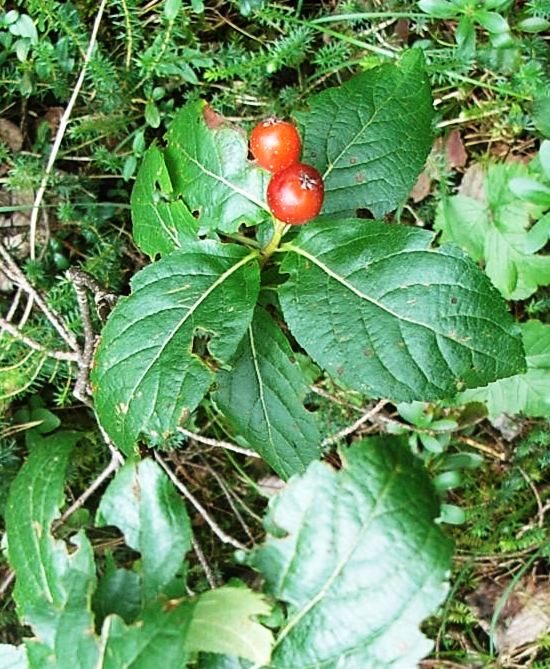 Sorbus chamaemespilus / Sorbo alpino