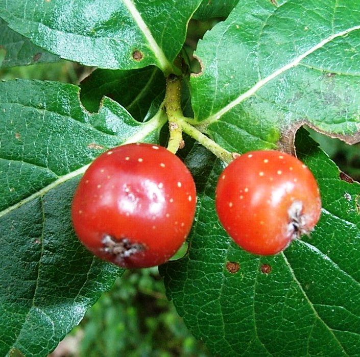 Sorbus chamaemespilus / Sorbo alpino