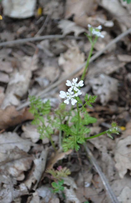 Orlaya? - Orlaya daucoides