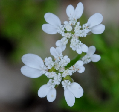 Orlaya? - Orlaya daucoides