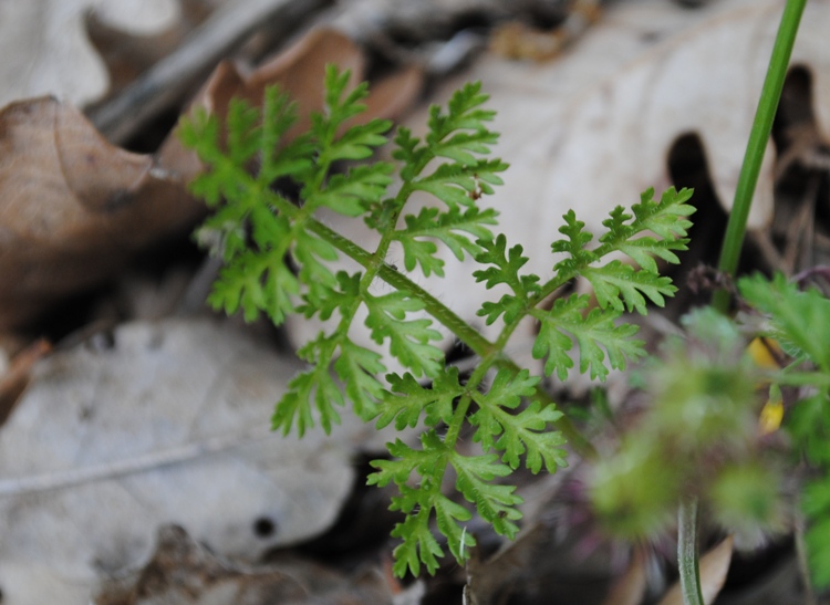 Orlaya? - Orlaya daucoides