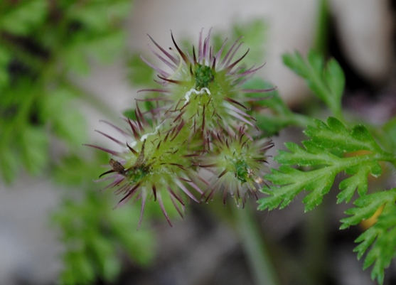 Orlaya? - Orlaya daucoides