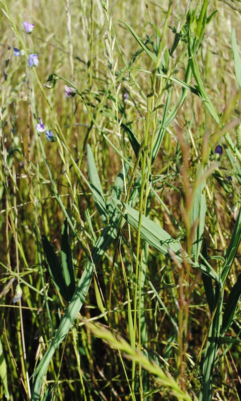 Lathyrus hirsutus / Cicerchia pelosa