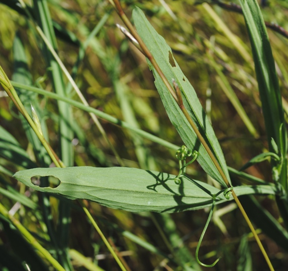 Lathyrus hirsutus / Cicerchia pelosa
