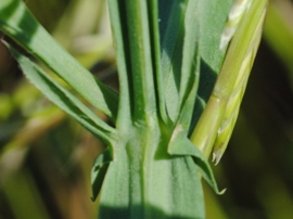 Lathyrus hirsutus / Cicerchia pelosa