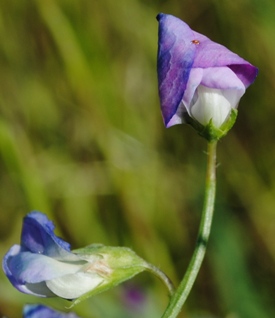 Lathyrus hirsutus / Cicerchia pelosa