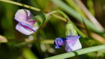 Lathyrus hirsutus / Cicerchia pelosa