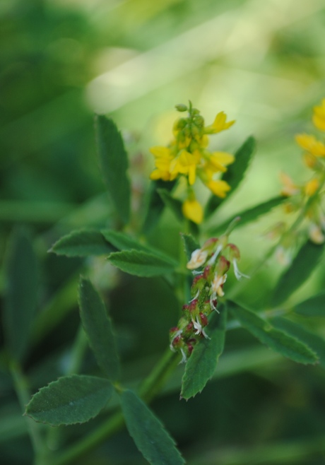 Melilotus sulcatus