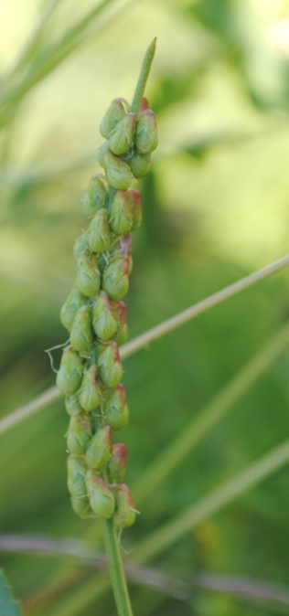 Melilotus sulcatus
