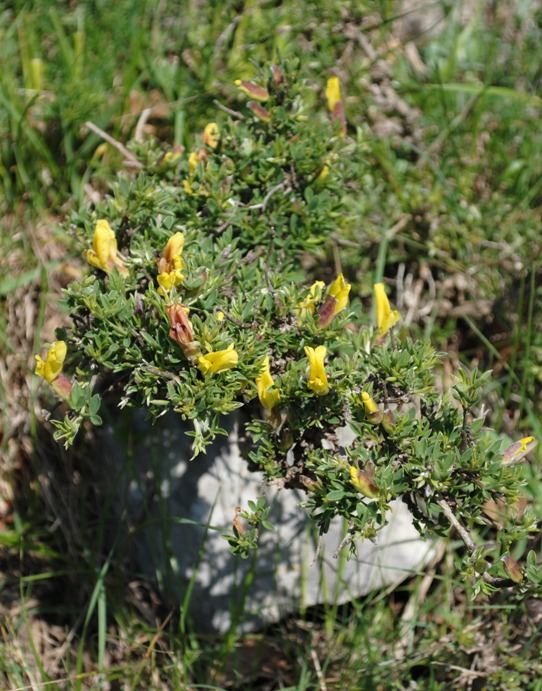 Cytisus hirsutus