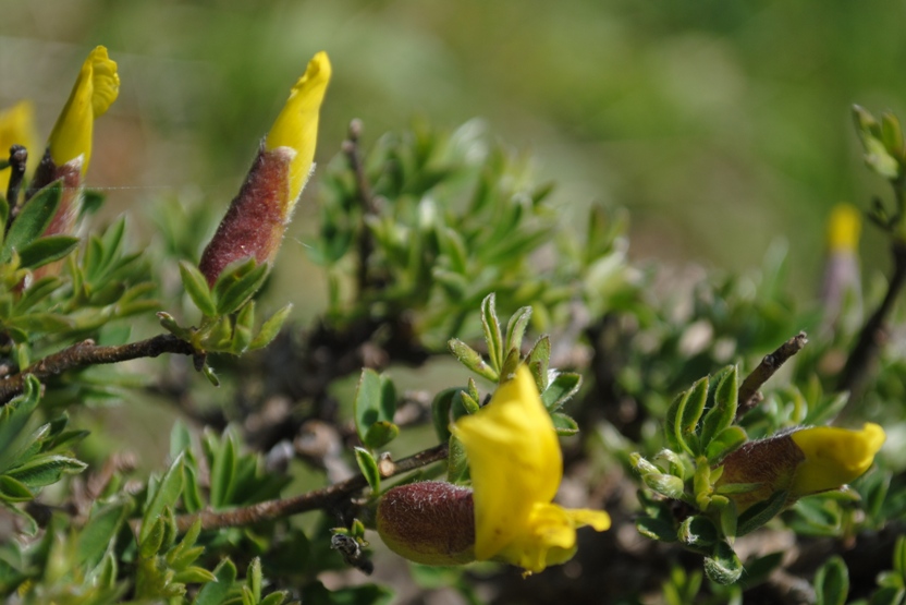 Cytisus hirsutus