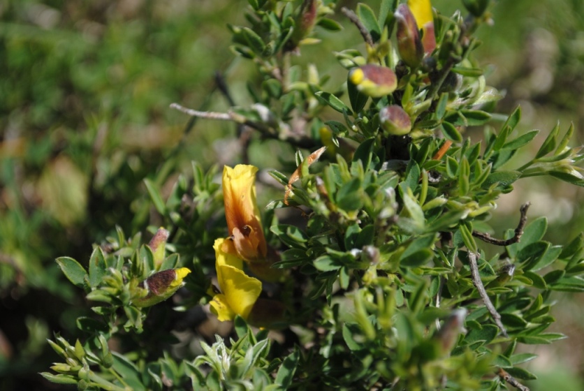 Cytisus hirsutus