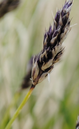 Sesleria cfr. juncifolia