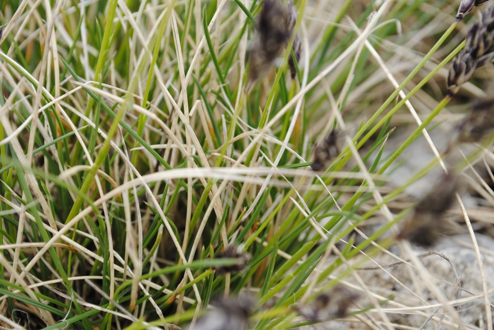 Sesleria cfr. juncifolia