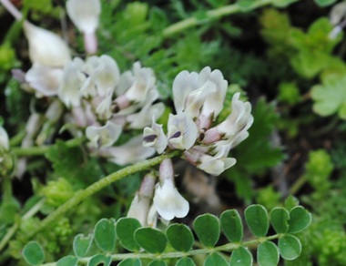 Astragalus depressus /  Astragalo depresso