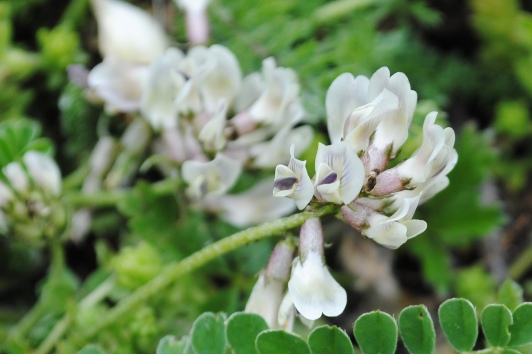 Astragalus depressus /  Astragalo depresso