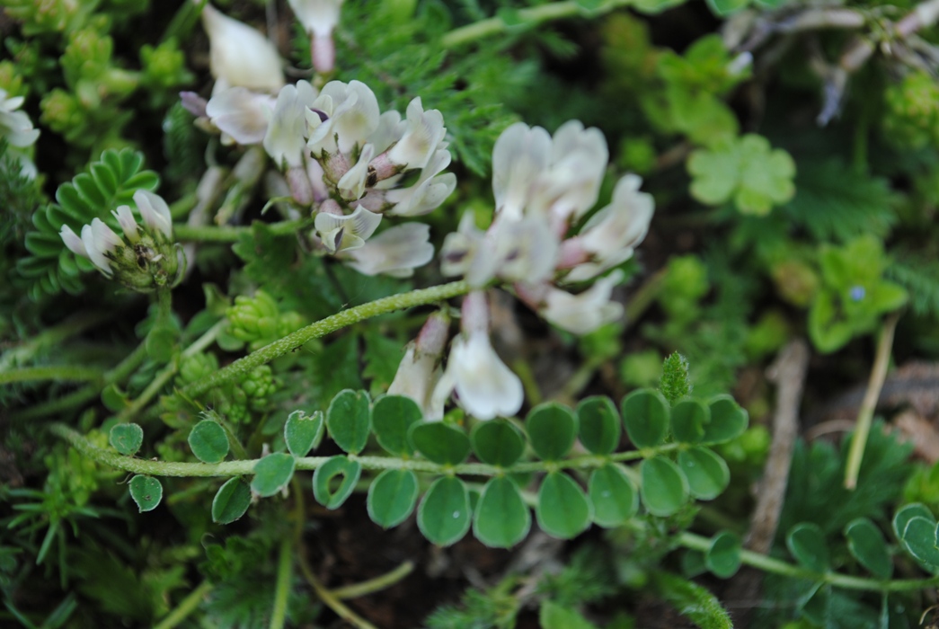 Astragalus depressus /  Astragalo depresso