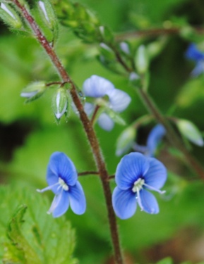 Veronica chamaedrys