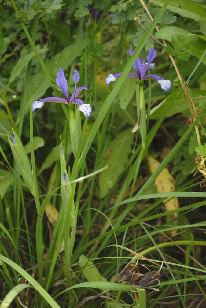 Iris