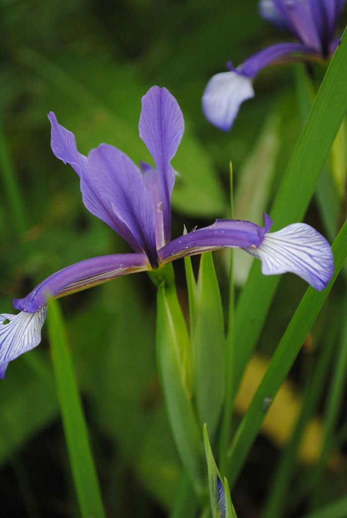 Iris