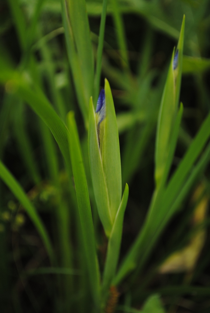 Iris