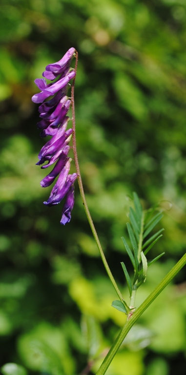 Vicia  cfr. villosa