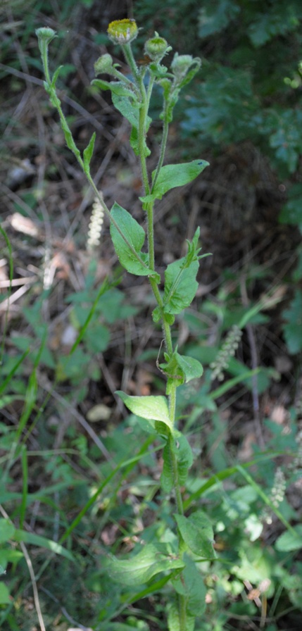 Pulicaria vulgaris / Incensaria fetida
