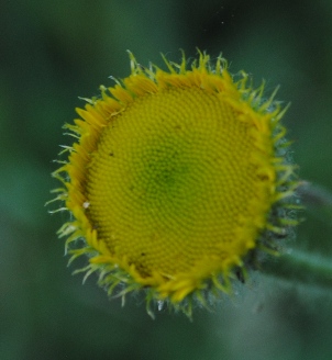 Pulicaria vulgaris / Incensaria fetida