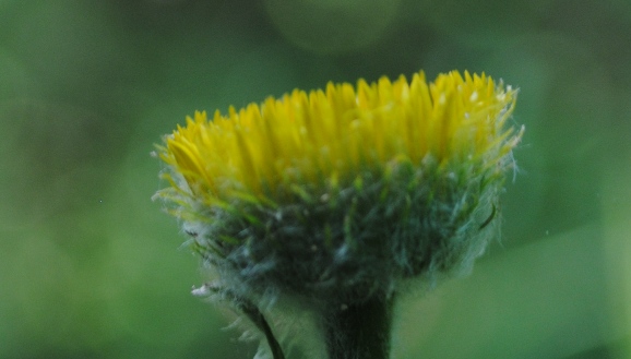 Pulicaria vulgaris / Incensaria fetida