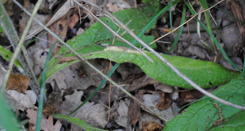 Pulicaria vulgaris / Incensaria fetida