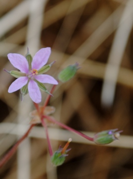 Erodium