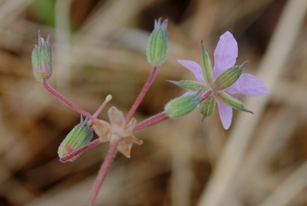 Erodium