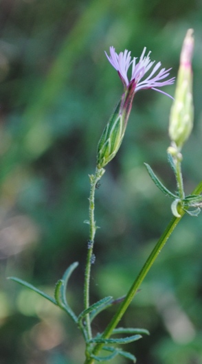 Crupina