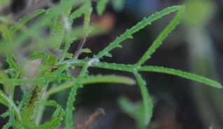 Crupina