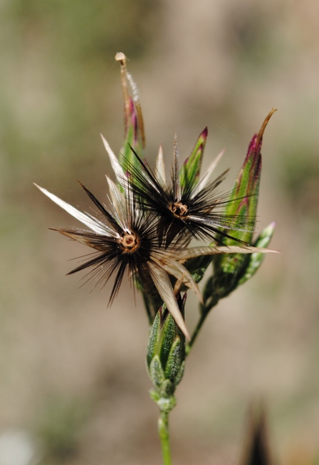 Crupina