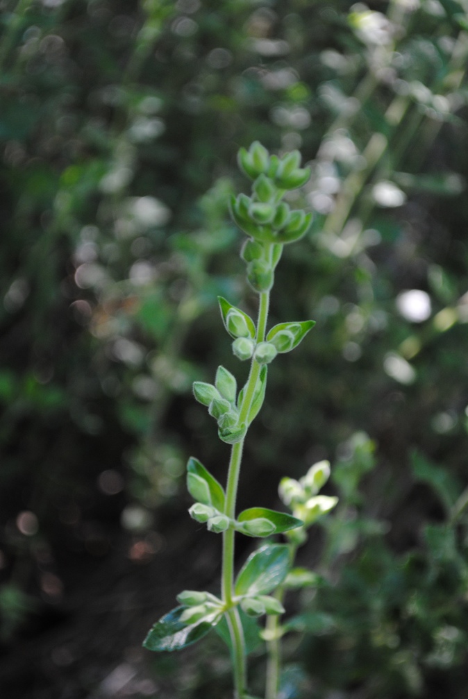 Teucrium flavum sl.