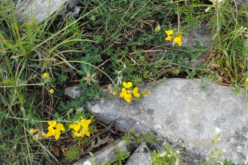 Lotus corniculatus