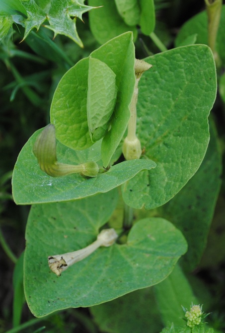 Aristolochia pallida o lutea?